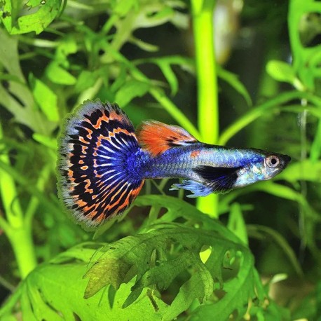 GUPIK PAWIE OCZKO DUMBO EAR - Poecilia reticulata