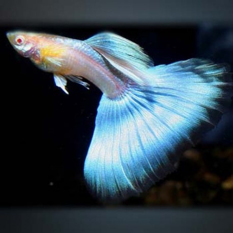 GUPIK PAWIE OCZKO KAZUKI JAPAN BLUE - Poecilia reticulata