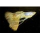 GUPIK PAWIE OCZKO METAL YELLOW LACE - Poecilia reticulata