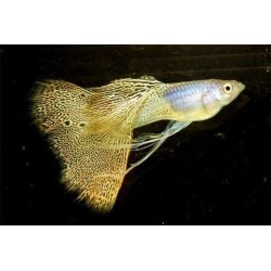 GUPIK PAWIE OCZKO METAL YELLOW LACE - Poecilia reticulata
