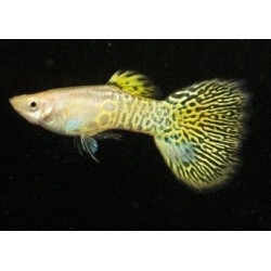 GUPIK PAWIE OCZKO YELLOW COBRA - Poecilia reticulata