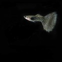 GUPIK PAWIE OCZKO GOLDEN BLACK LACE - Poecilia reticulata
