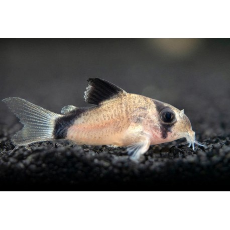 KIRYSEK KOLUMBIJSKI BANDIT - Corydoras metae