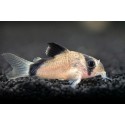 KIRYSEK KOLUMBIJSKI BANDIT - Corydoras metae