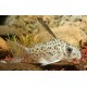 KIRYSEK ARMATUS - Corydoras armatus