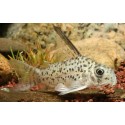 KIRYSEK ARMATUS - Corydoras armatus