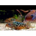 KIRYSEK PANTANALENSIS - Corydoras pantanalensis