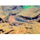KIRYSEK SOLOX - Corydoras solox