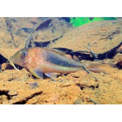 KIRYSEK SOLOX - Corydoras solox