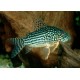 KIRYSEK STERBY - Corydoras sterbai