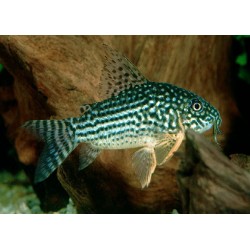KIRYSEK STERBY - Corydoras sterbai