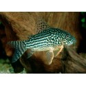 KIRYSEK STERBY - Corydoras sterbai