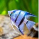 SKALAR COBALT BLUE ZEBRA - Pterophyllum scalare