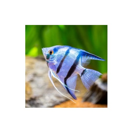 SKALAR COBALT BLUE ZEBRA - Pterophyllum scalare
