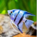 SKALAR COBALT BLUE ZEBRA - Pterophyllum scalare