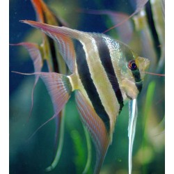 SKALAR ALTUM ORINOCO - Pterophyllum altum