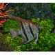 SKALAR SANTA ISABEL - Pterophyllum altum