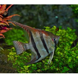 SKALAR SANTA ISABEL - Pterophyllum altum