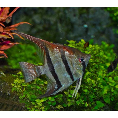 SKALAR SANTA ISABEL - Pterophyllum altum