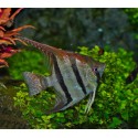 SKALAR SANTA ISABEL - Pterophyllum altum