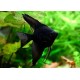 SKALAR BLACK - Pterophyllum scalare