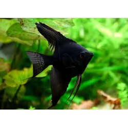 SKALAR BLACK - Pterophyllum scalare