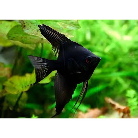 SKALAR BLACK - Pterophyllum scalare