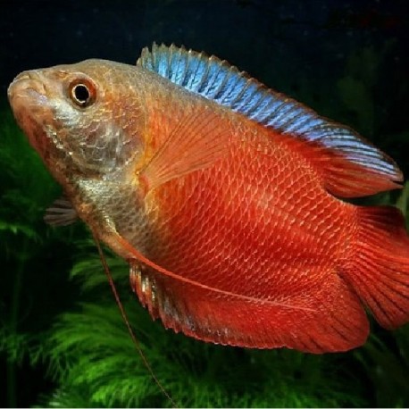 PRĘTNIK KARŁOWATY RED NEON - Trichogaster lalius