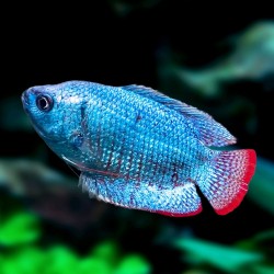 PRĘTNIK KARŁOWATY BLUE NEON - Trichogaster lalius