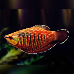 GURAMI SAMURAI - Sphaerichthys vaillanti