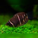 GURAMI CZEKOLADOWE - Sphaerichthys osphromenoides