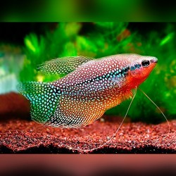 GURAMI MOZAIKOWE - Trichopodus leerii