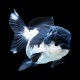 PANDA ORANDA GOLDFISH - Carassius auratus
