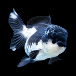 PANDA ORANDA GOLDFISH - Carassius auratus