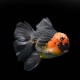 TRICOLOR ORANDA GOLDFISH - Carassius auratus