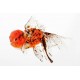CALICO LION HEAD ORANDA GOLDFISH - Carassius auratus