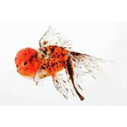 CALICO LION HEAD ORANDA GOLDFISH - Carassius auratus