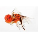 CALICO LION HEAD ORANDA GOLDFISH - Carassius auratus