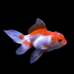 RED WHITE ORANDA GOLDFISH - Carassius auratus