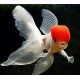 RED CAP ORANDA GOLDFISH - Carassius auratus