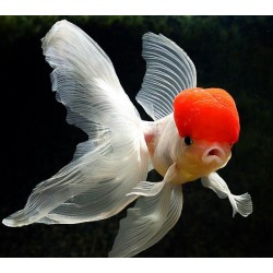 RED CAP ORANDA GOLDFISH - Carassius auratus