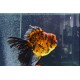 SHOGUN ORANDA GOLDFISH - Carassius auratus