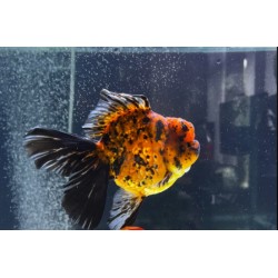 SHOGUN ORANDA GOLDFISH - Carassius auratus