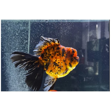 SHOGUN ORANDA GOLDFISH - Carassius auratus
