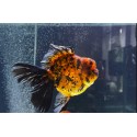 SHOGUN ORANDA GOLDFISH - Carassius auratus