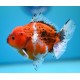 SHOGUN GODZILLA ORANDA GOLDFISH - Carassius auratus