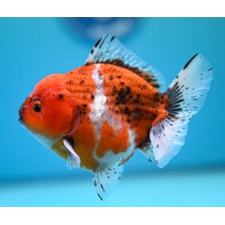 SHOGUN GODZILLA ORANDA GOLDFISH - Carassius auratus