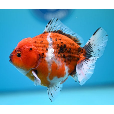 SHOGUN GODZILLA ORANDA GOLDFISH - Carassius auratus
