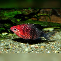 BRZANKA PURPUROWA - Pethia nigrofasciata