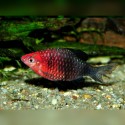 BRZANKA PURPUROWA - Pethia nigrofasciata